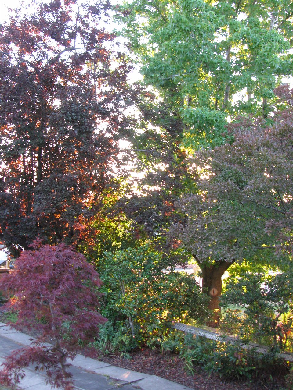 front yard.JPG